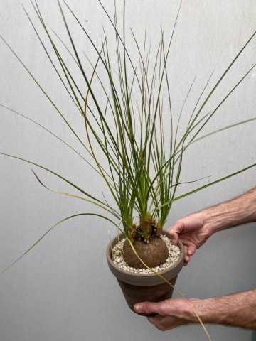 1 calibanus hookeri nr 1 1