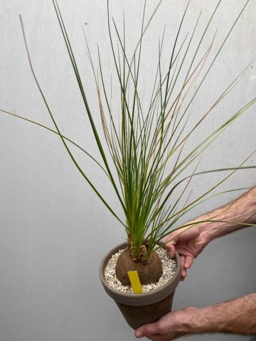 1 calibanus hookeri nr 1 2