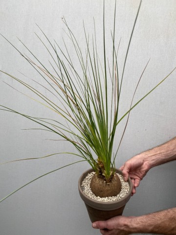 1 calibanus hookeri nr 1 3