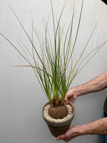 1 calibanus hookeri nr 1 4