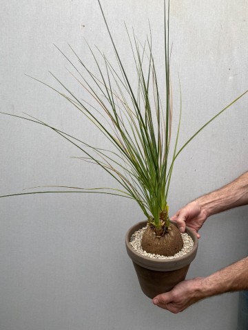 1 calibanus hookeri nr 1 5