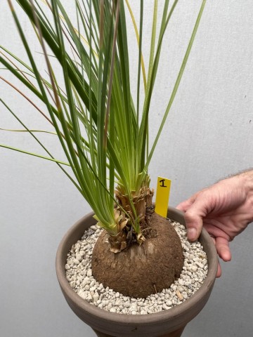 1 calibanus hookeri nr 1 6