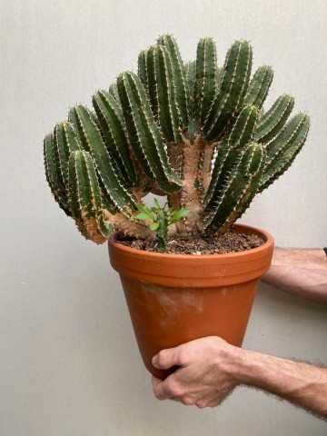 1 euphorbia avasmontana nr 1 1