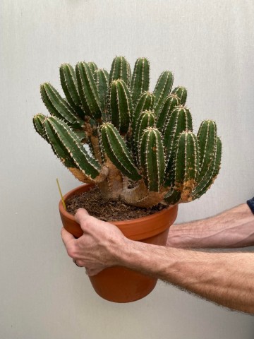 1 euphorbia avasmontana nr 1 2