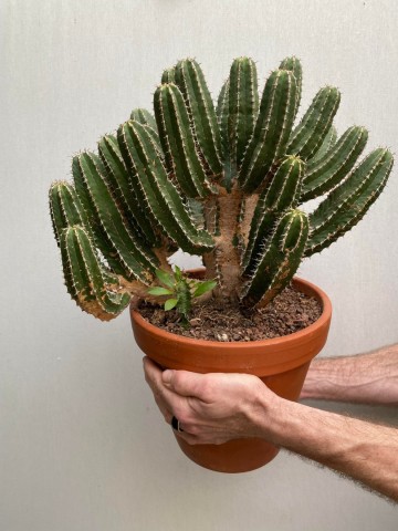 1 euphorbia avasmontana nr 1 3