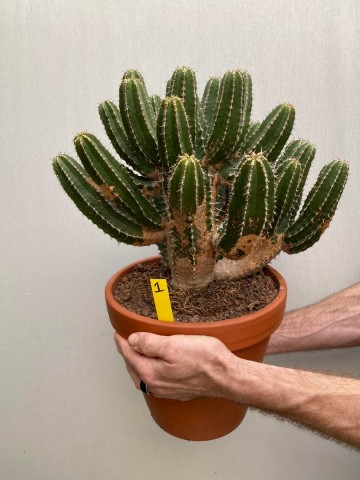 1 euphorbia avasmontana nr 1 4