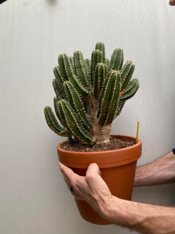 1 euphorbia avasmontana nr 1 6