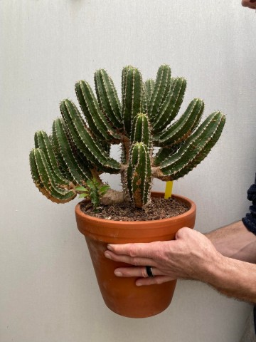 1 euphorbia avasmontana nr 1 7