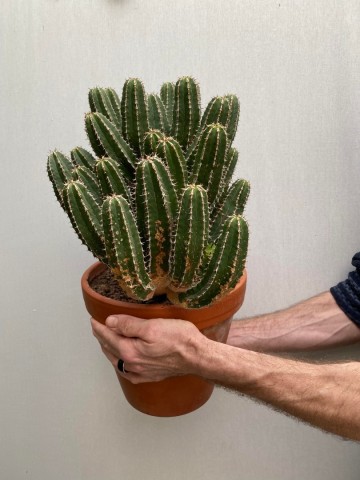 1 euphorbia avasmontana nr 1 8