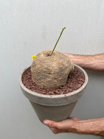 11 ibervillea lindheimeri nr 11 7