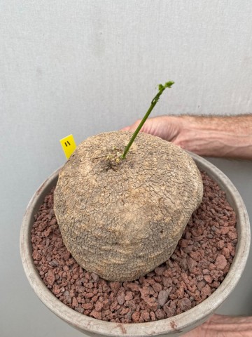 11 ibervillea lindheimeri nr 11 9