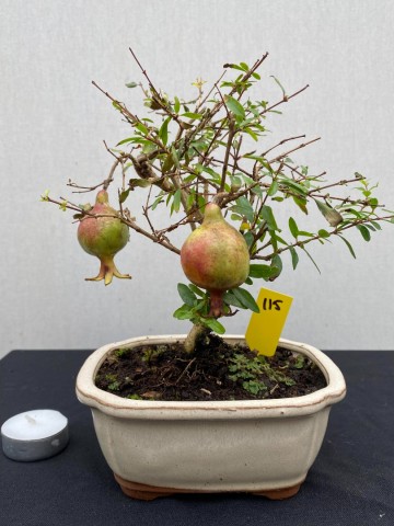 115 bonsai punica granatum granaatappel boompje nr 115 1