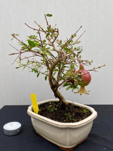 115 bonsai punica granatum granaatappel boompje nr 115 5