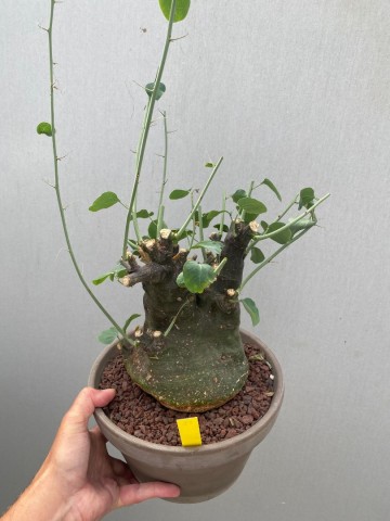 12 adenia spinosa 4