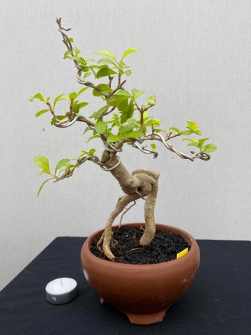 131 duranta repens 131 1