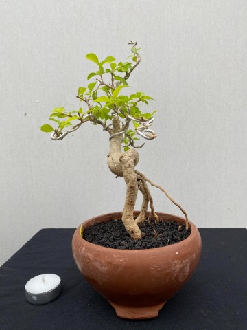 131 duranta repens 131 4