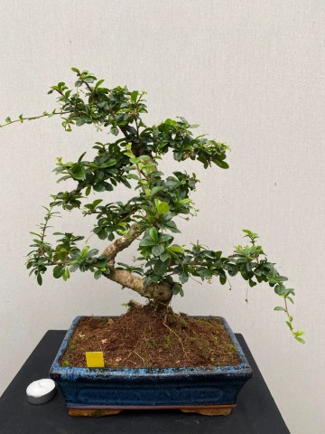 166 bonsai carmona nr 166 2