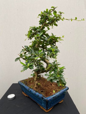 166 bonsai carmona nr 166 5