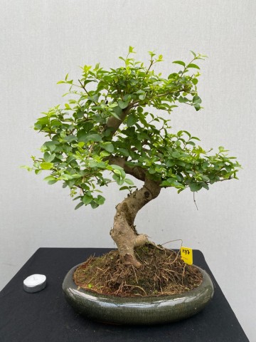 177 bonsai ligustrum sinense nr 177 1