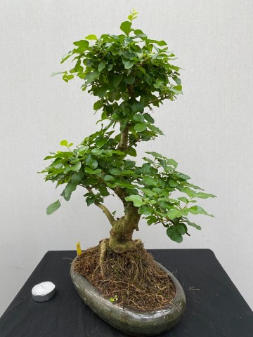177 bonsai ligustrum sinense nr 177 4