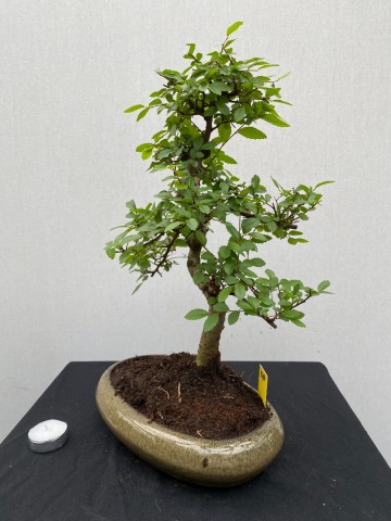 178 bonsai zelkova nr 178 2