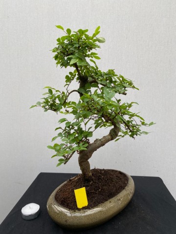 178 bonsai zelkova nr 178 3