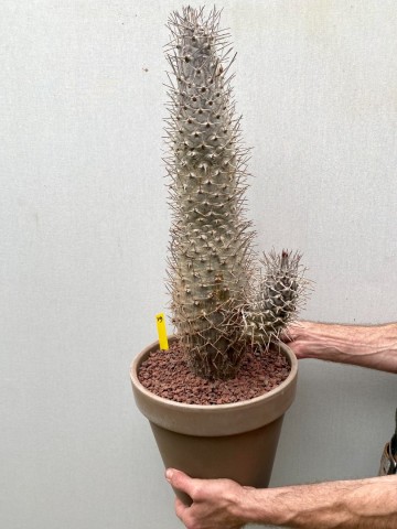 19 pachypodium mikea  nr 19 1