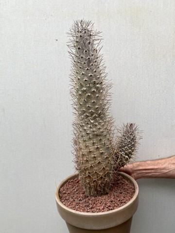 19 pachypodium mikea  nr 19 2