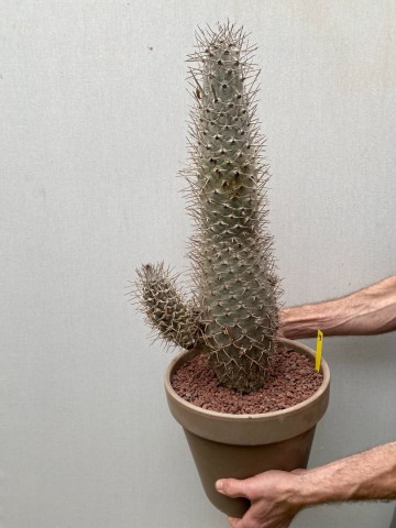 19 pachypodium mikea  nr 19 3