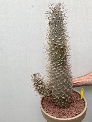 19 pachypodium mikea  nr 19 5