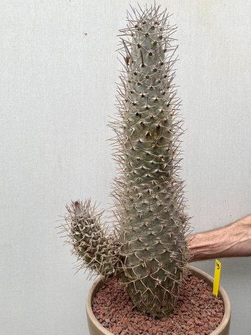 19 pachypodium mikea  nr 19 6