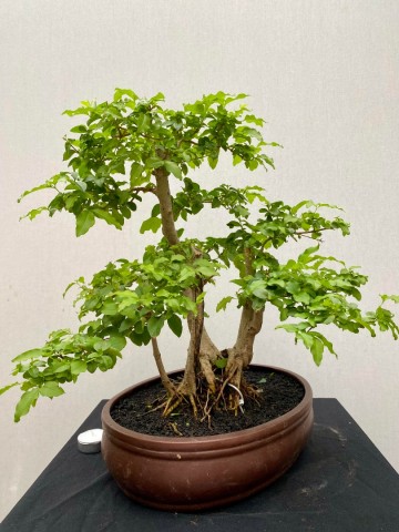 211 bonsai ligustrum sinense nr 211 3