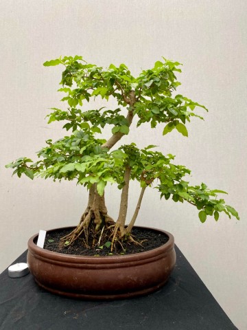 211 bonsai ligustrum sinense nr 211 4