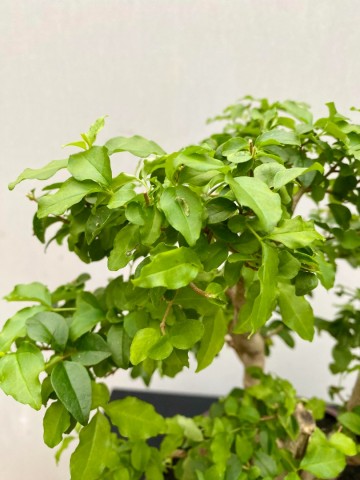 211 bonsai ligustrum sinense nr 211 5