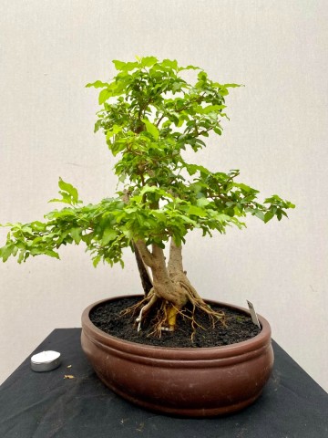211 bonsai ligustrum sinense nr 211 6