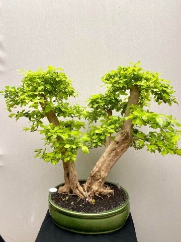 217 bonsai duranta repens nr 217 3