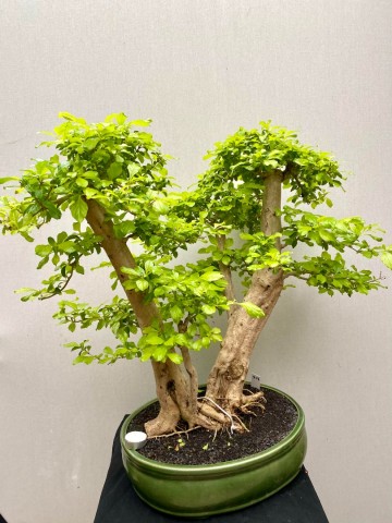 217 bonsai duranta repens nr 217 4