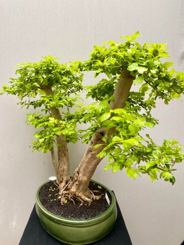 217 bonsai duranta repens nr 217 8