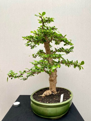 219 bonsai carmona nr 219 4