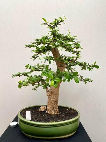219 bonsai carmona nr 219 5