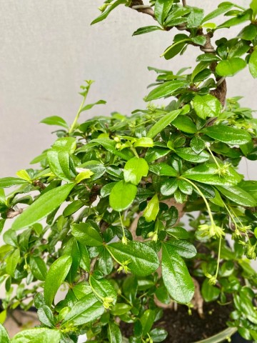 219 bonsai carmona nr 219 8