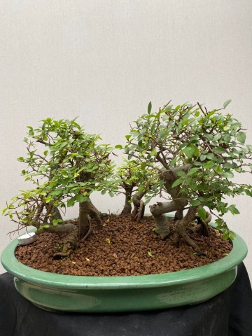 221 bonsai zelkova bossage nr 221 6