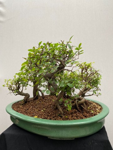 221 bonsai zelkova bossage nr 221 8