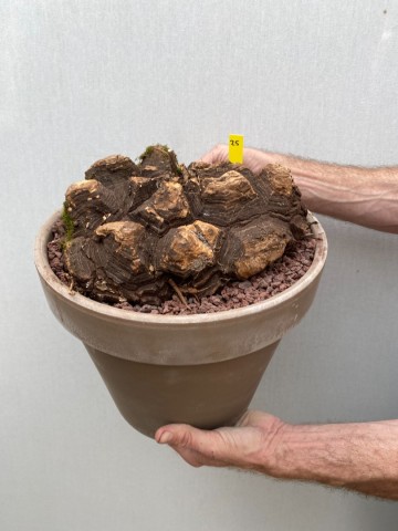 25 dioscorea mexicana nr 25 1