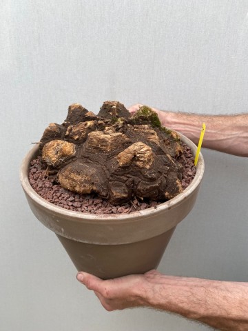 25 dioscorea mexicana nr 25 5