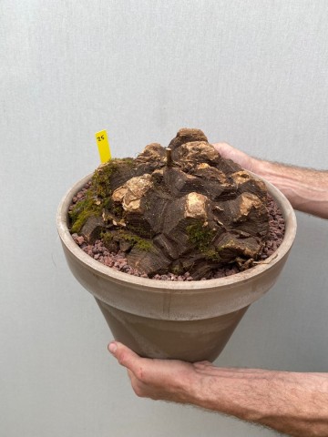 25 dioscorea mexicana nr 25 7