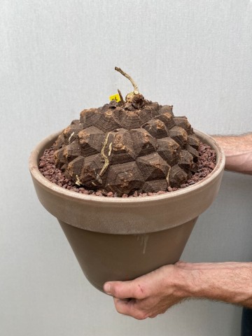 26 dioscorea mexicana nr 26 1