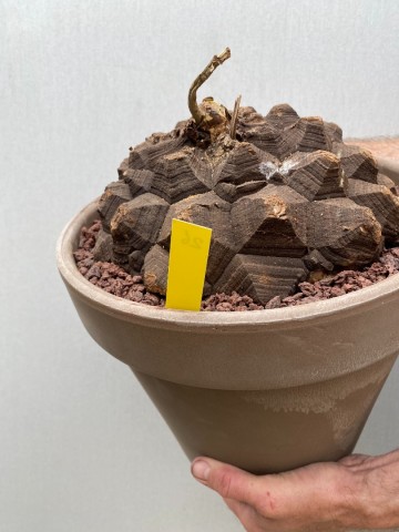 26 dioscorea mexicana nr 26 4