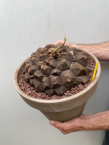 26 dioscorea mexicana nr 26 5