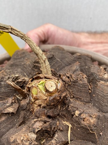 26 dioscorea mexicana nr 26 7